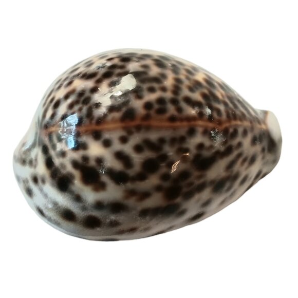 Cypraea Tigris Cowrie Shell 3"x 2" Beach Crafts Cottage Ocean Decor Sea Shell - Picture 9 of 11